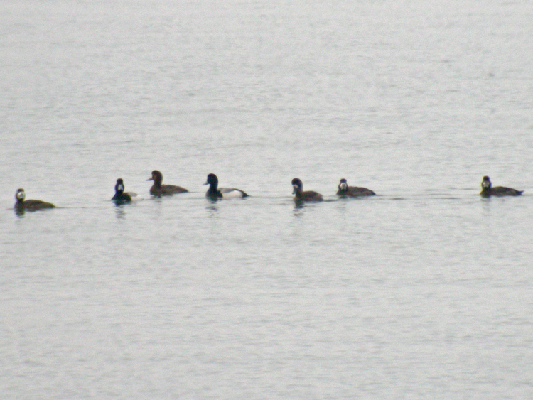 Greater Scaup